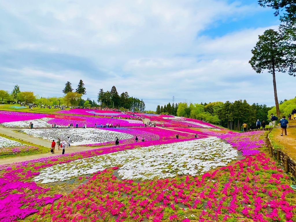 2023年【羊山公園】口コミ・アクセスと周辺観光ガイド|桜と芝桜の両