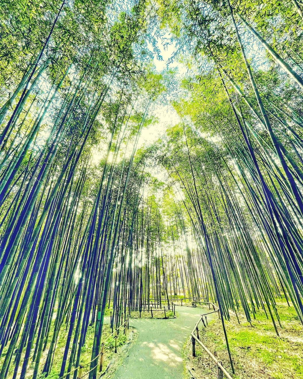 嵐山 竹林の小径 京都の 緑の絶景 と言えば 嵐山竹林の小径