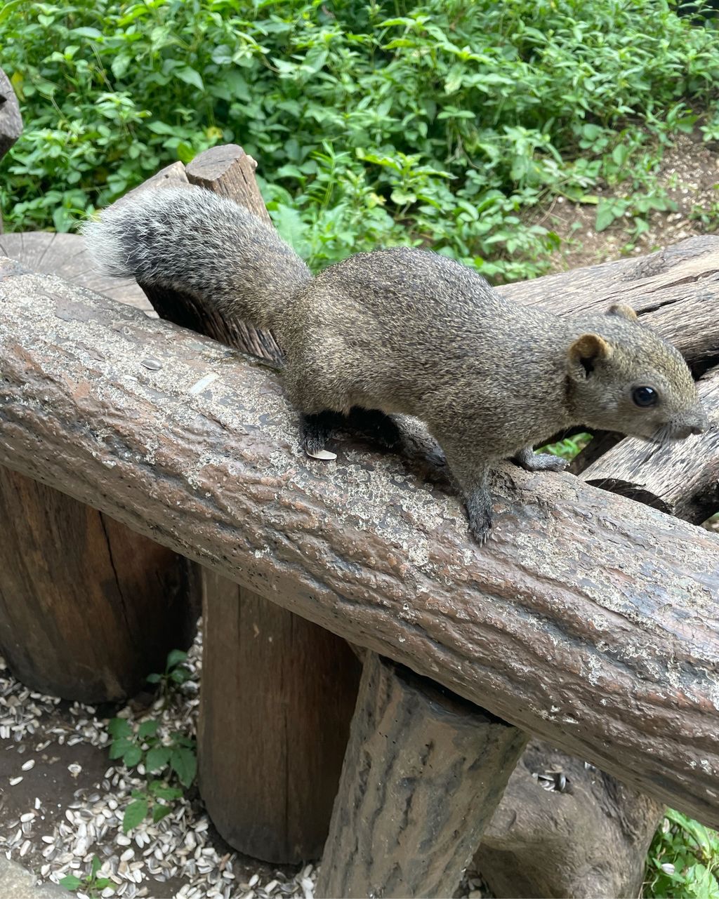 町田リス園】口コミ・アクセスと周辺観光ガイド