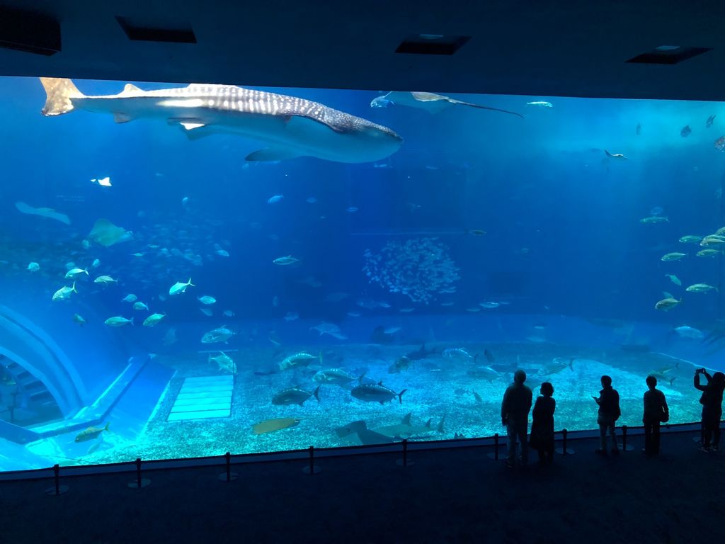 沖縄美ら海水族館 沖縄 沖縄の海を体感出来る 絶対に行きたい定番スポット