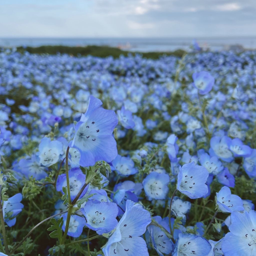 国営ひたち海浜公園 ネモフィラだけじゃない お花畑が広がる国営ひたち海浜公園