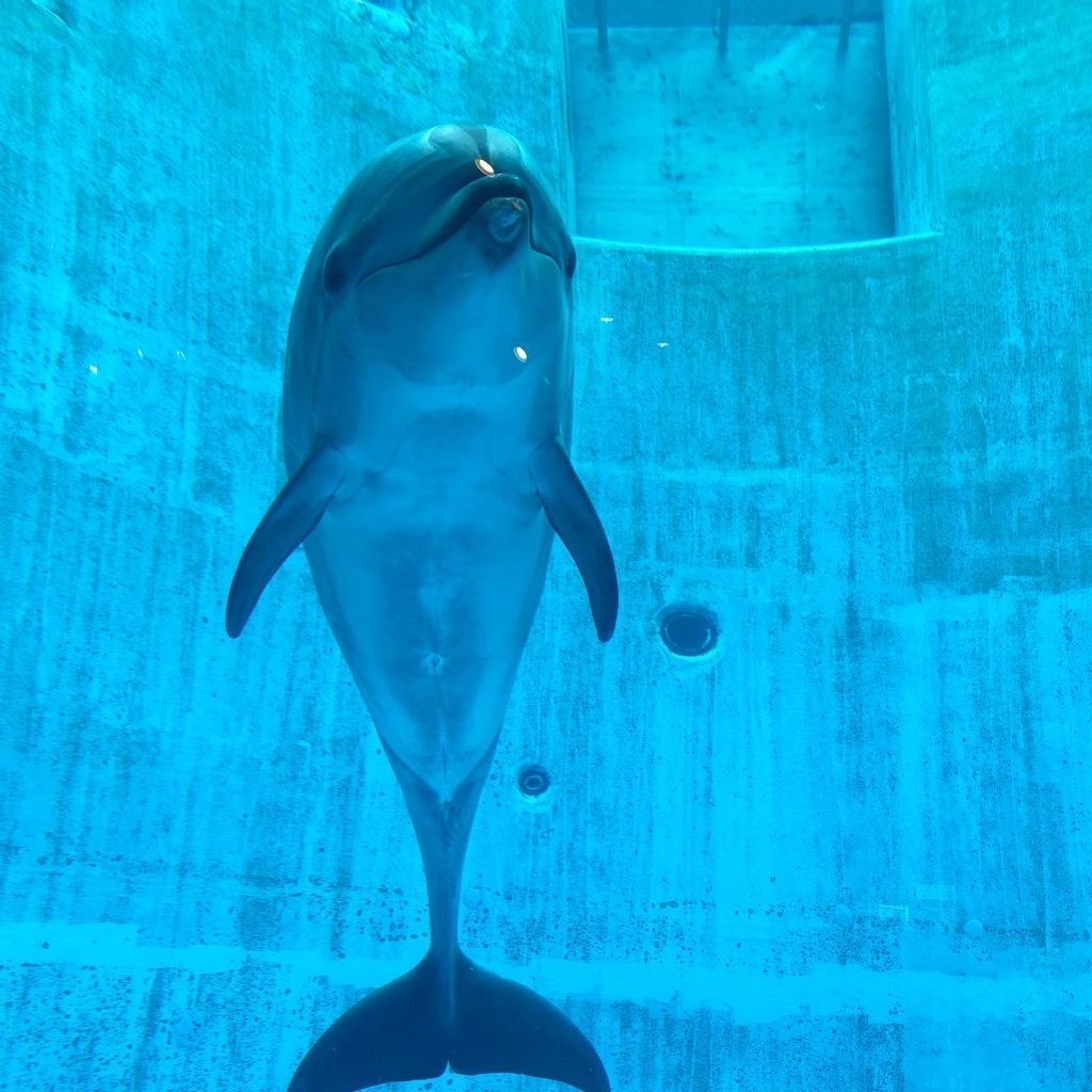 名古屋港水族館 ベルーガにシャチ かわいい生き物が沢山の水族館です