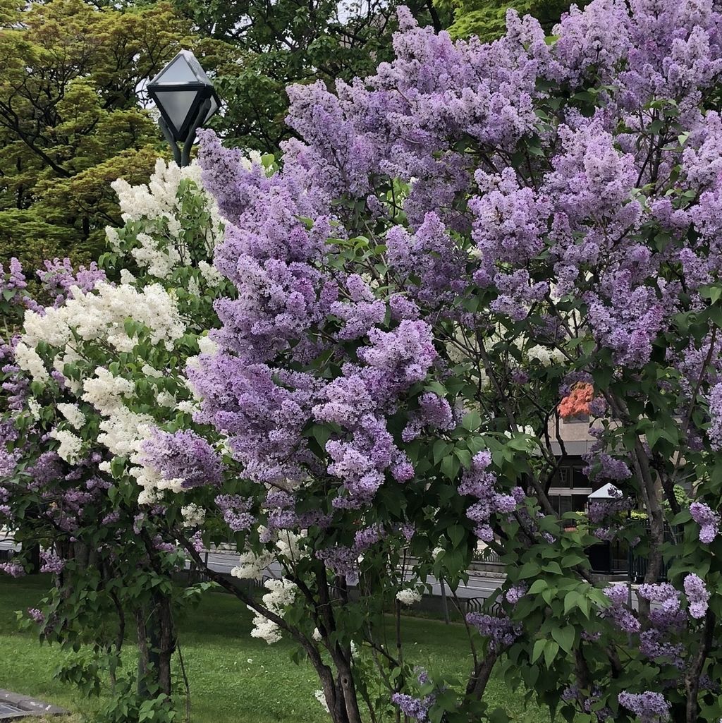 大通公園 札幌の初夏の風物詩 ライラック