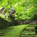 22年 平泉寺白山神社 一面の苔 粛々と時を刻み続ける神社は神秘に包まれたパワースポット Recotrip レコトリップ