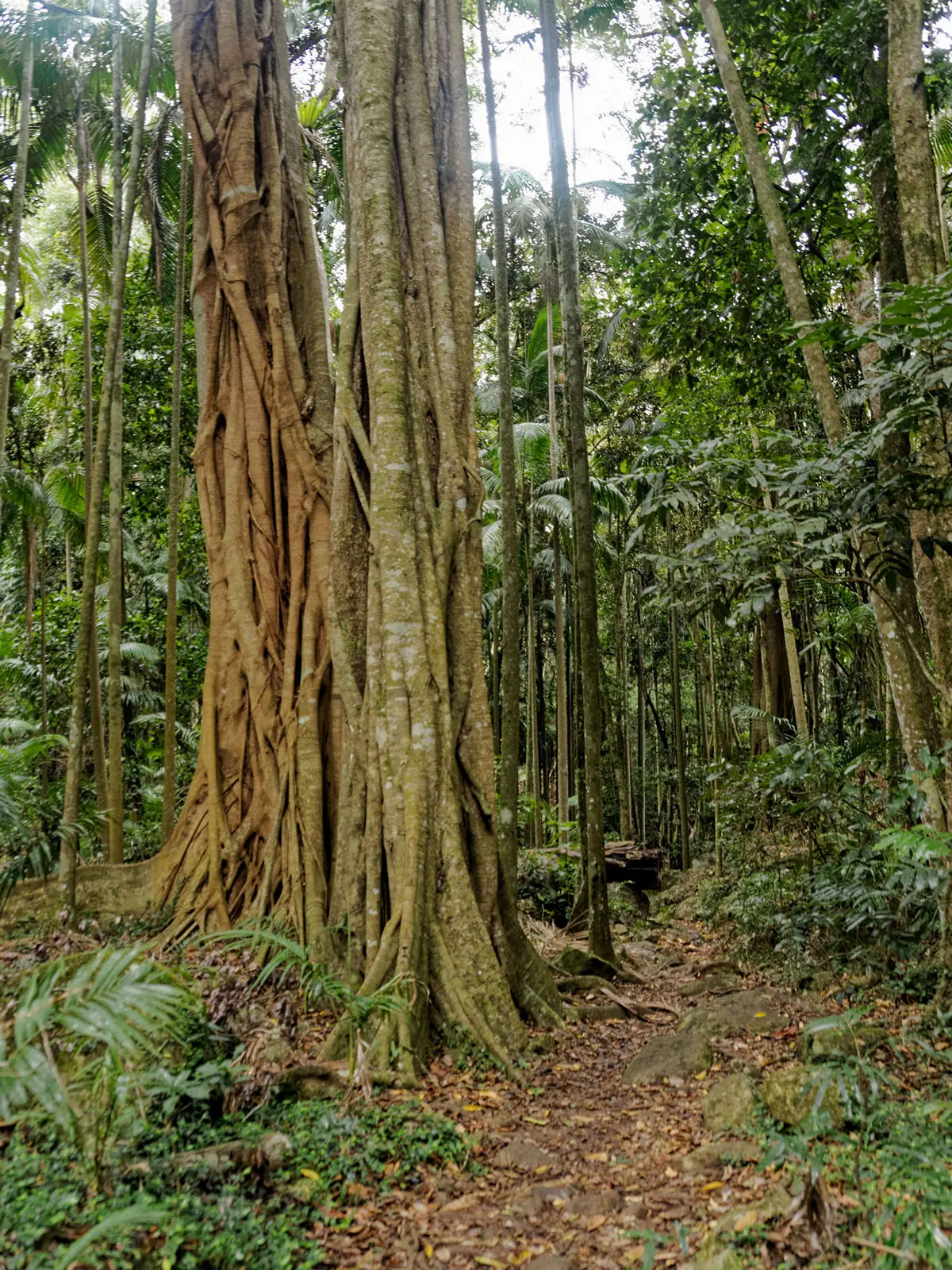 Das Hinterland-Refugium: Handwerk, Baumkronen und Kontraste – Gold Coast Audio-Tour