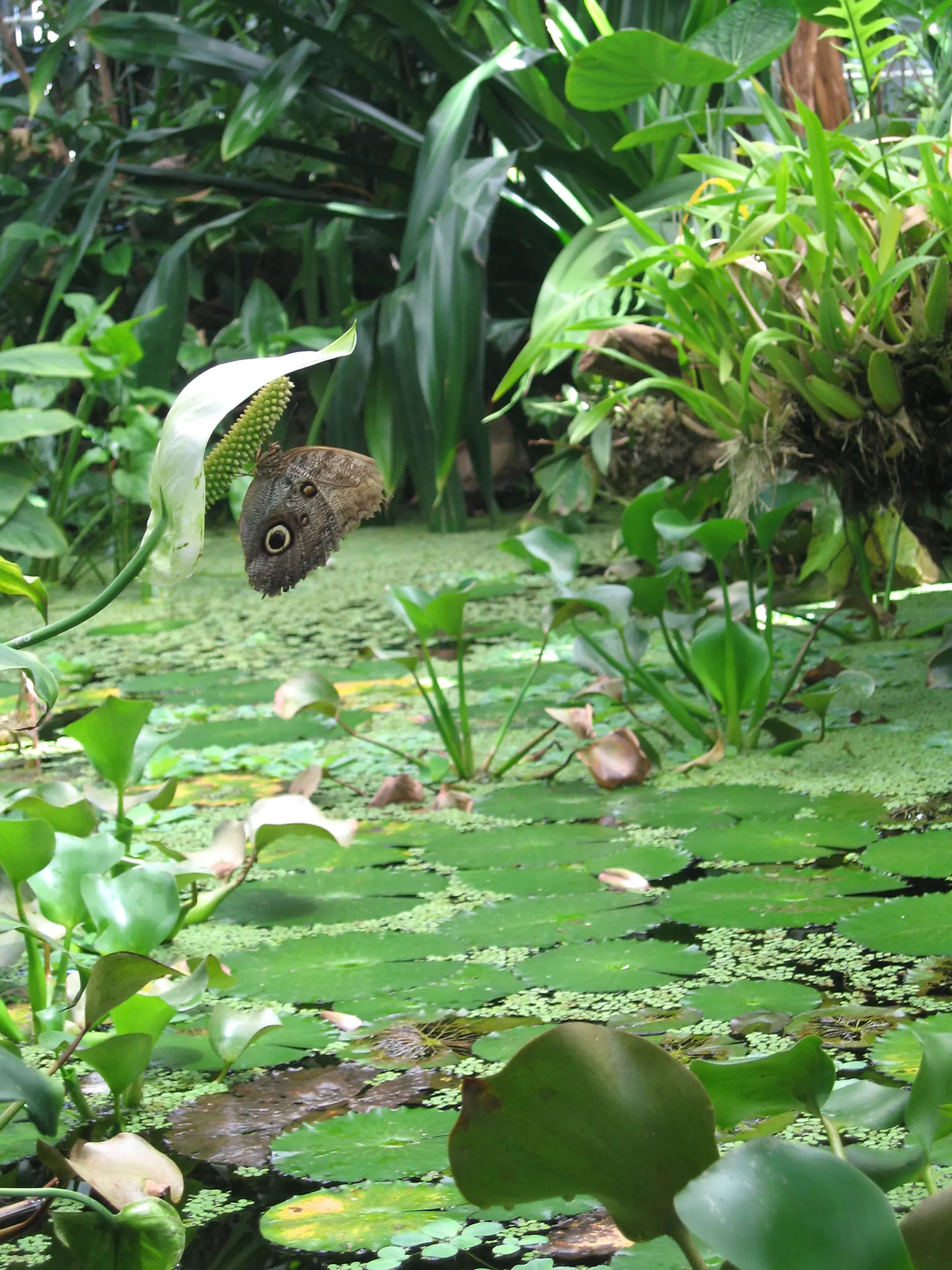 The Ecological Future