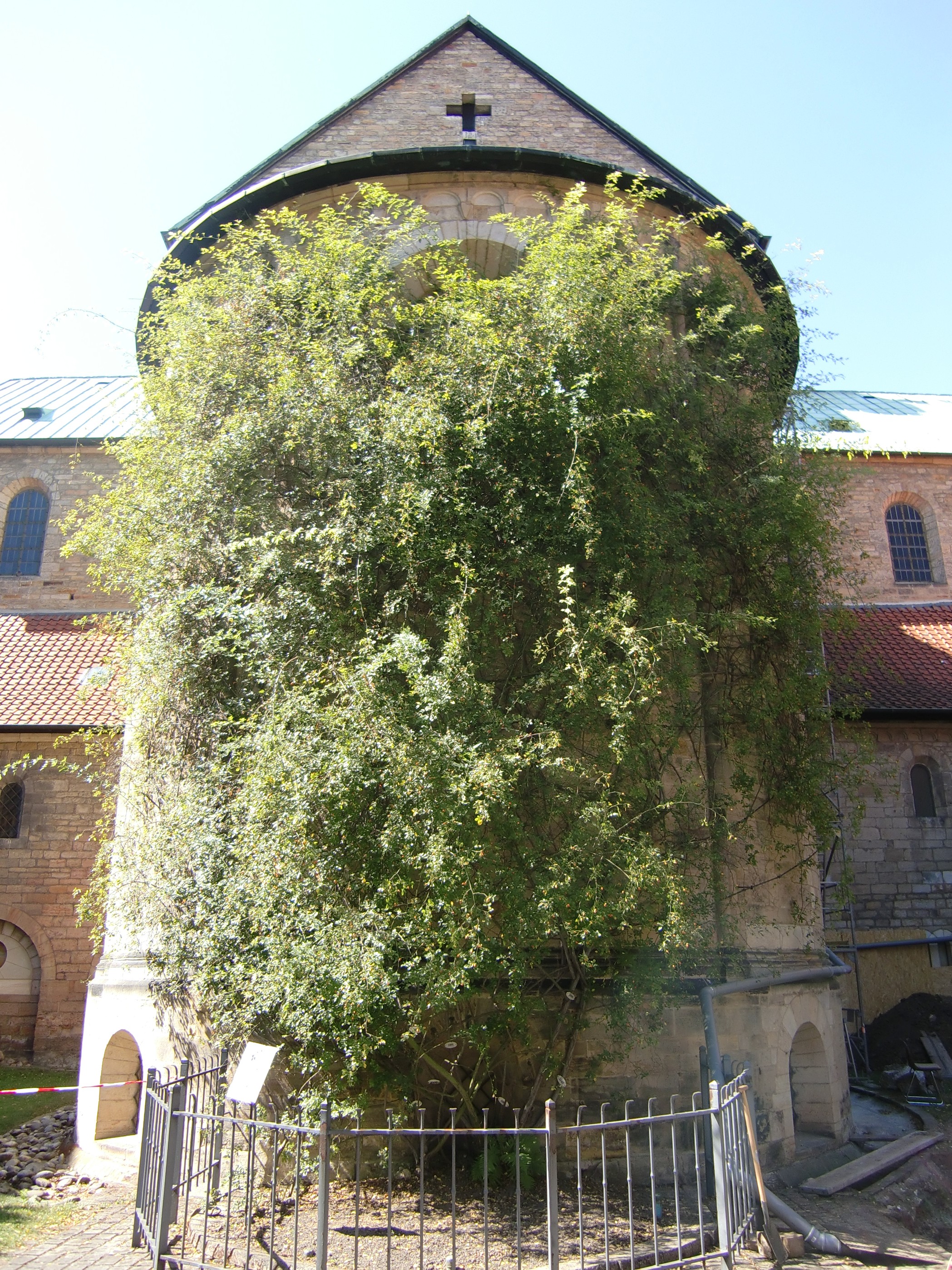 Der Tausendjährige Rosenstock