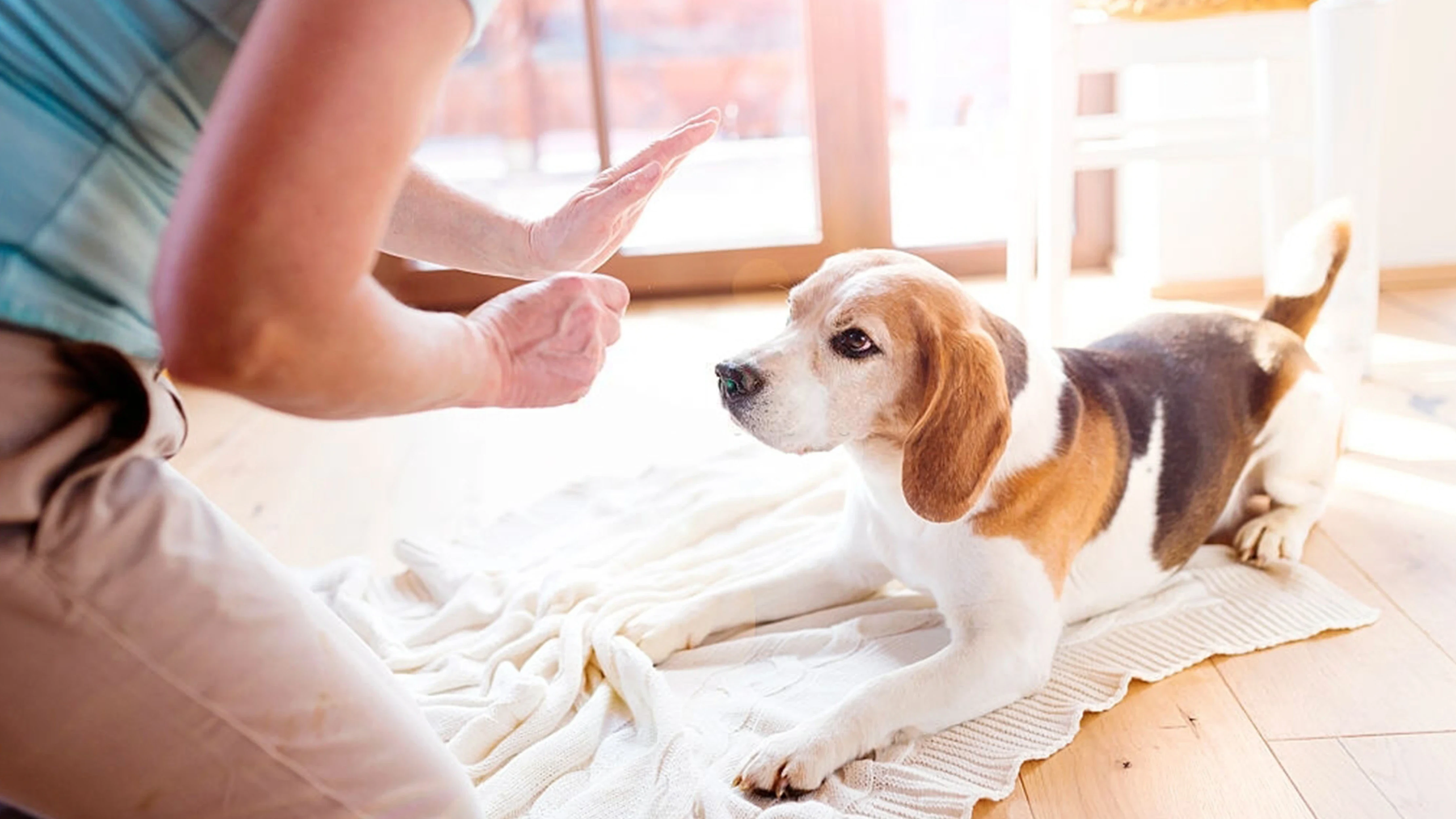 How to Make Your Home Pet-Friendly