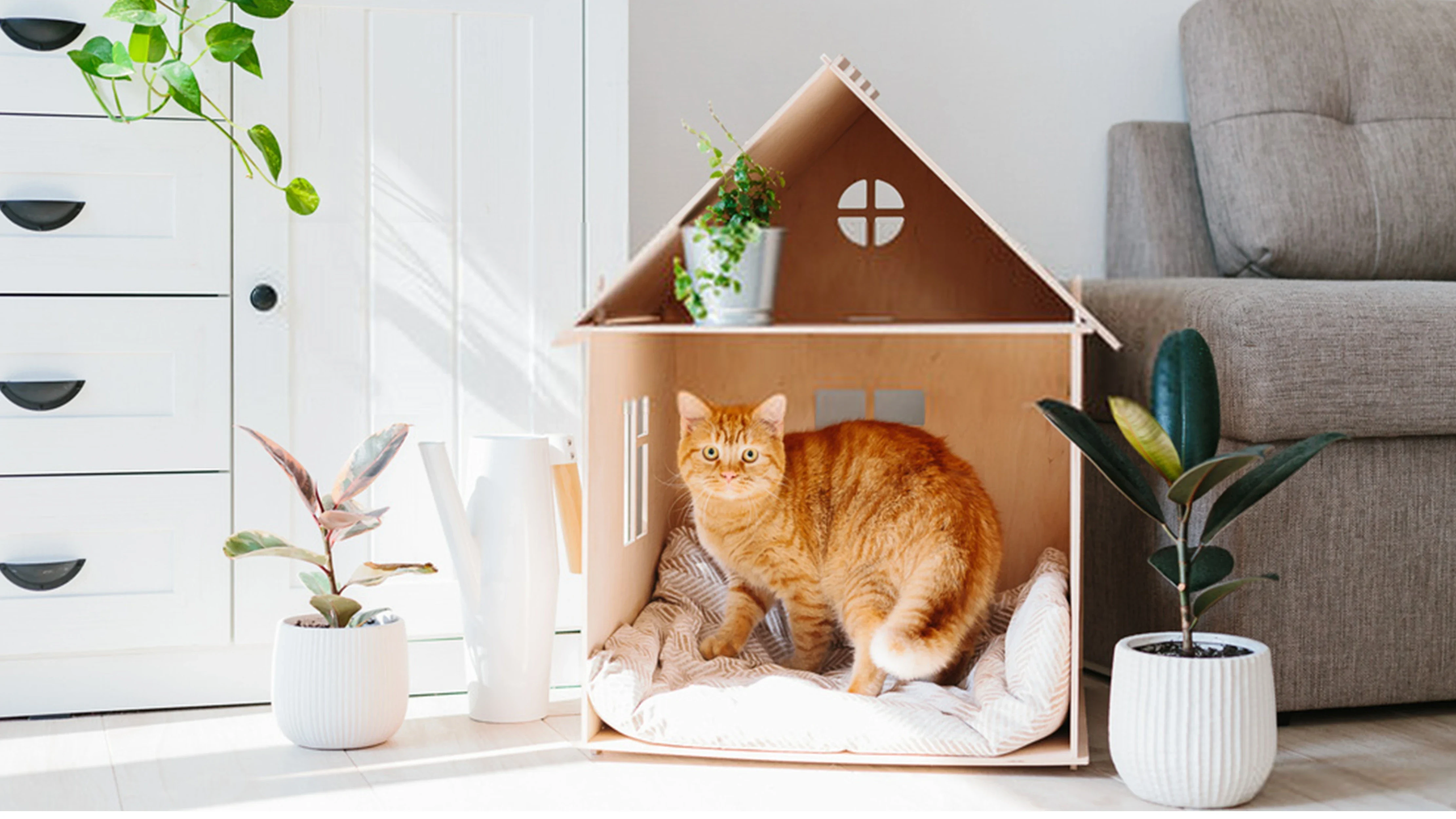 Tips for Pet Friendly Home