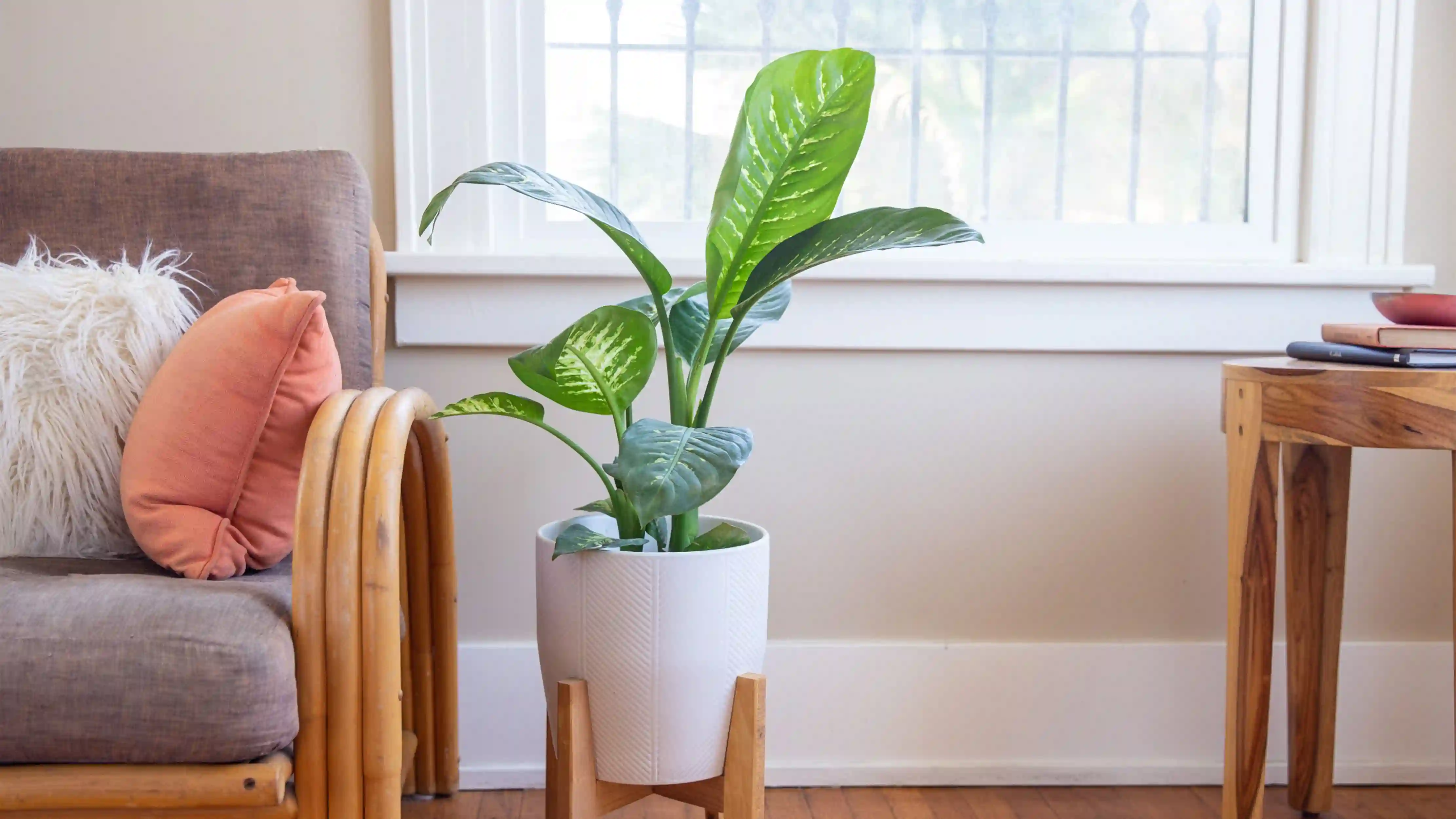 style your room with plant