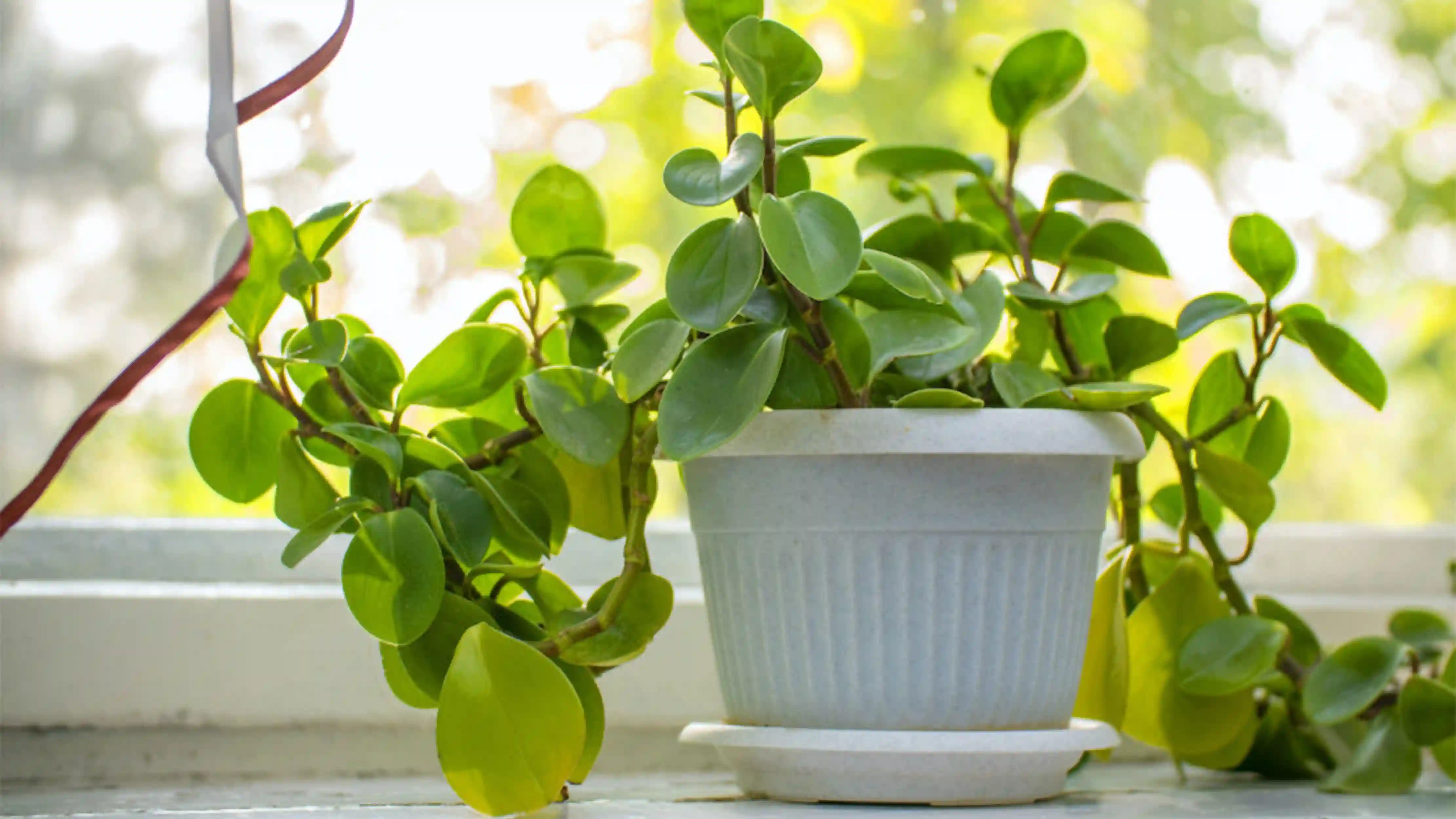 eassiest houseplants