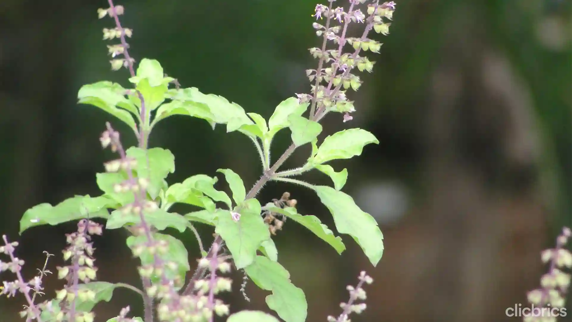 medicinal plants names