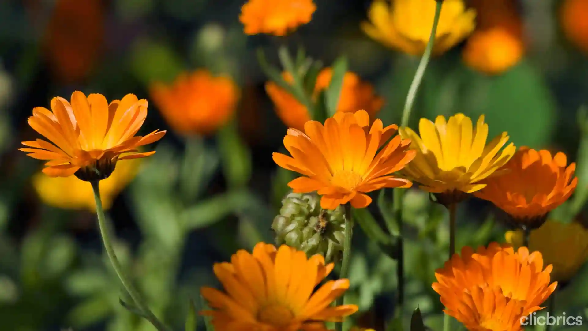 herbal plants name