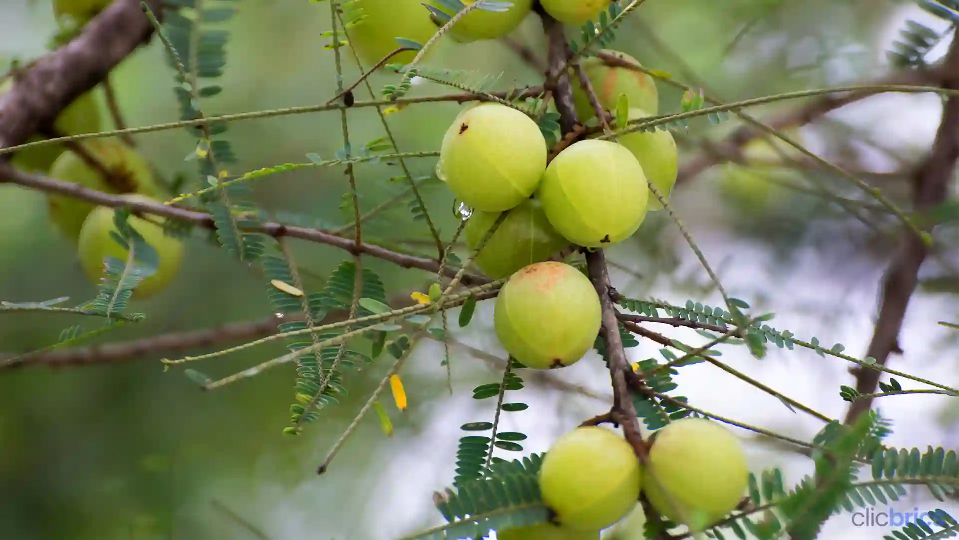 Amla