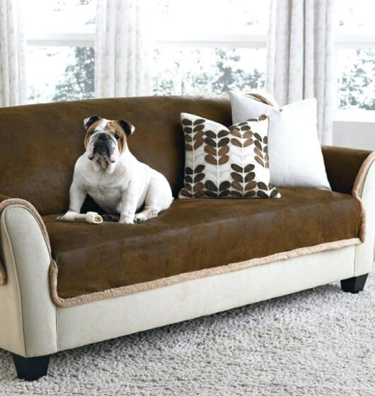 Pet-Friendly Home Decors