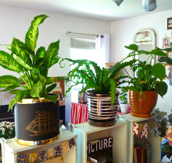 home decor plants