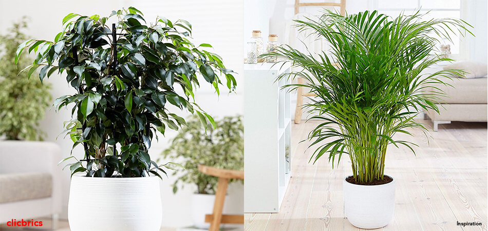 Houseplants benefits