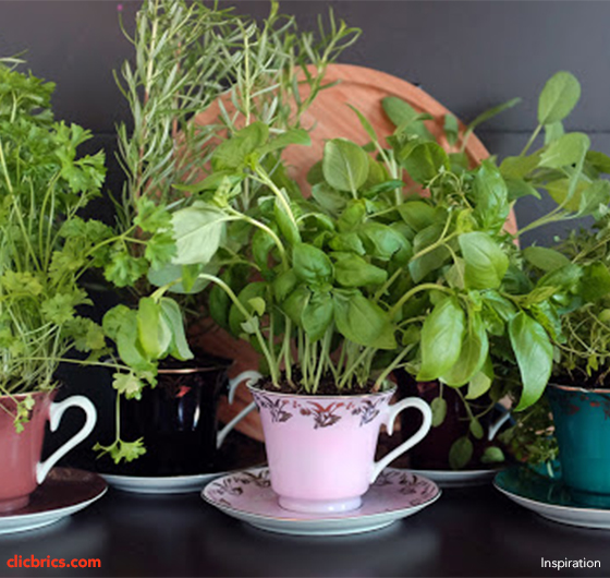 kitchen herb garden