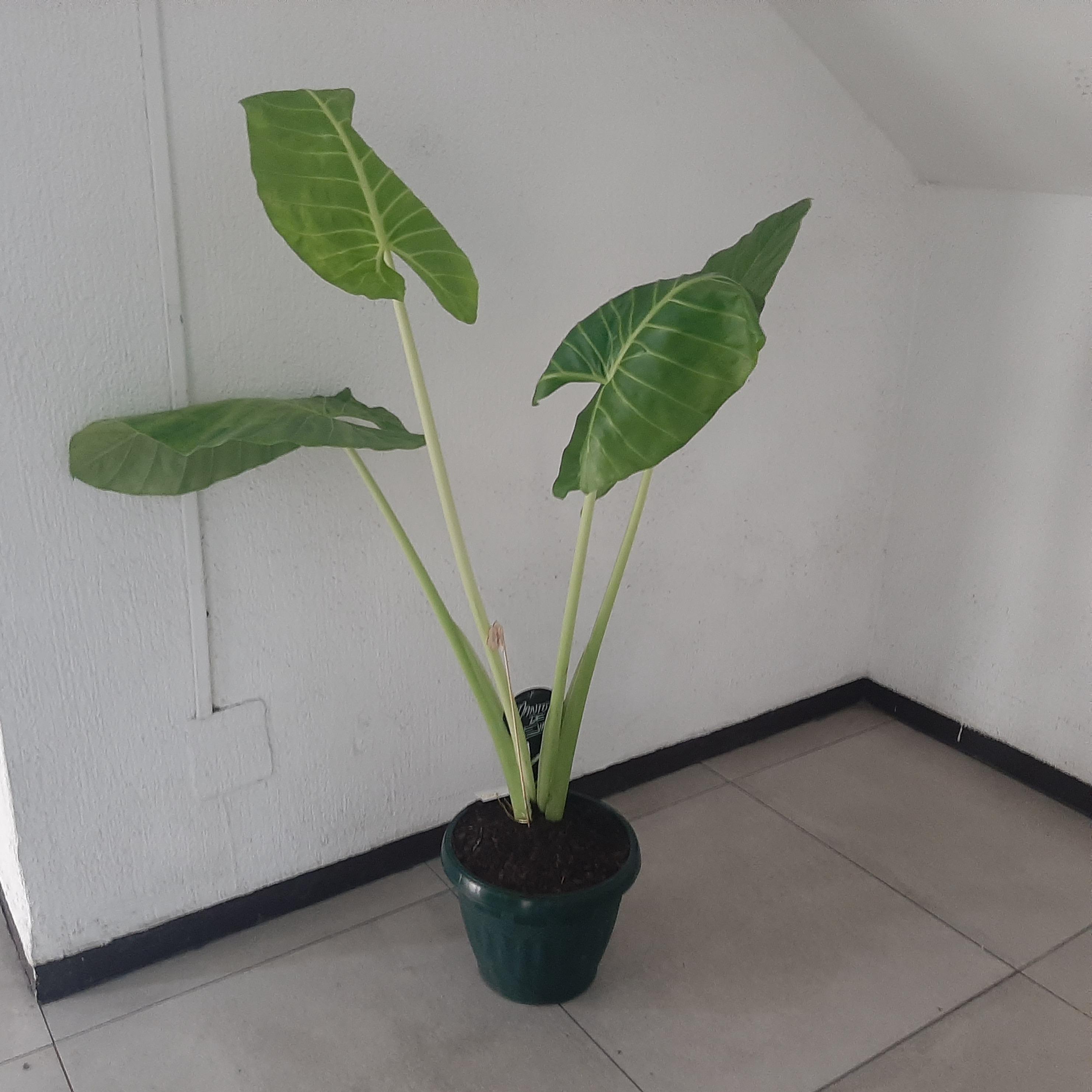Pedido 5734