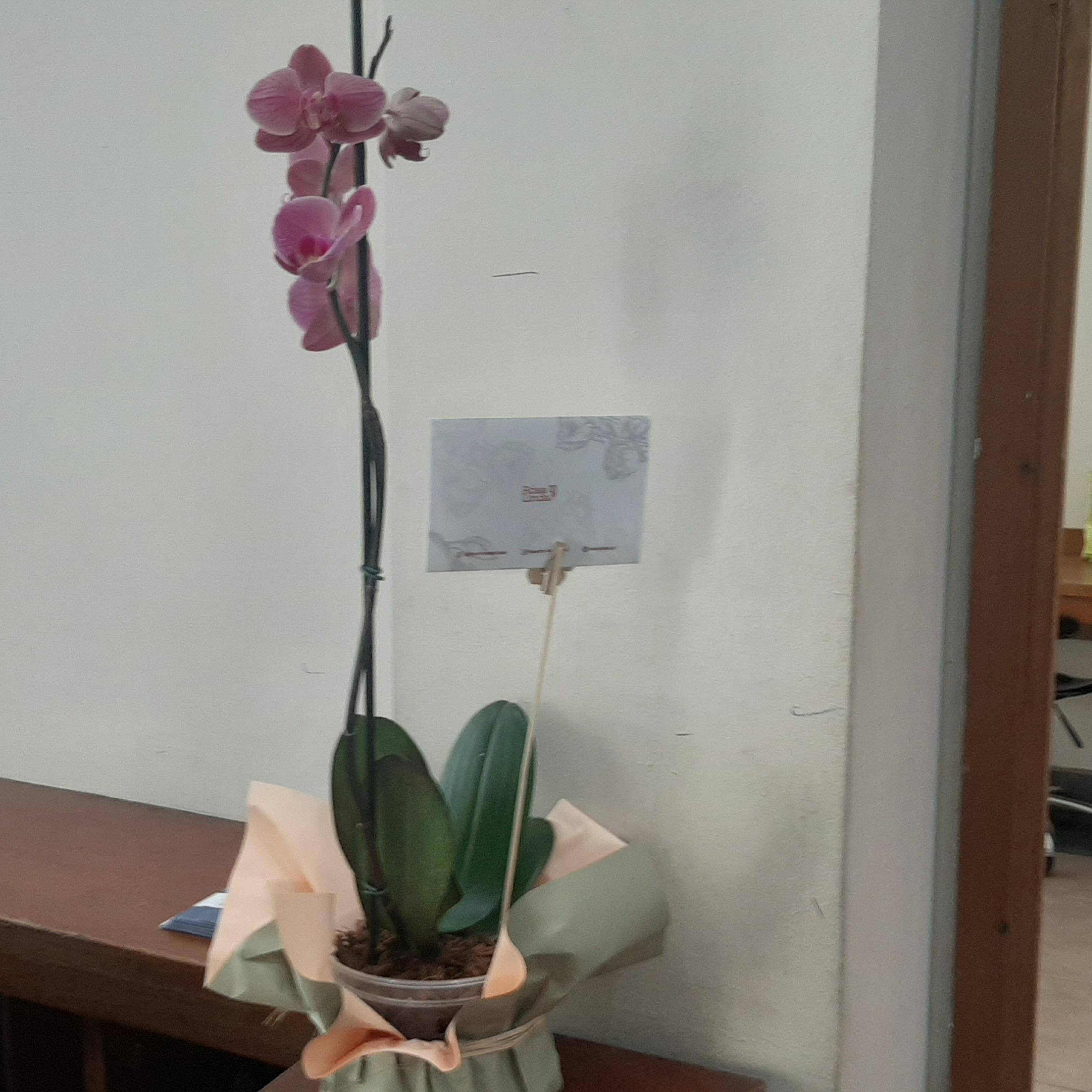 Pedido 7343
