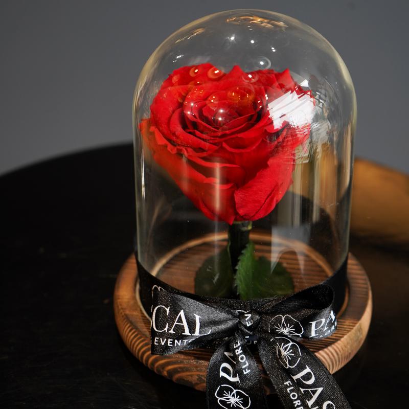 Rosa Preservada Roja