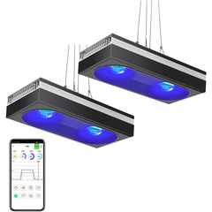 PopBloom RL180