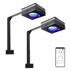 PopBloom RL90