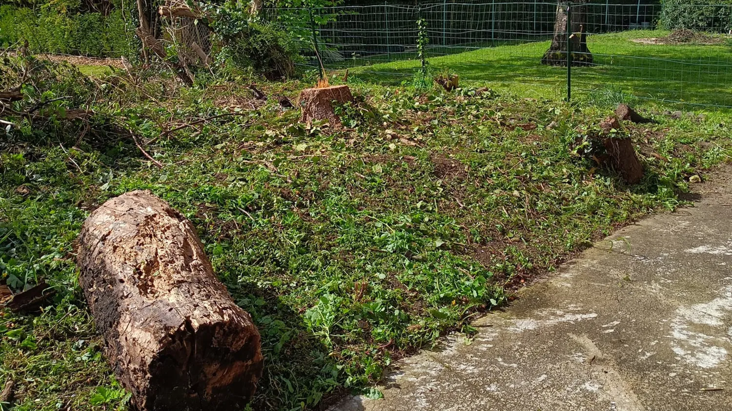 Élagage et abattage d'arbre à Bouloire