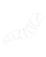 Chenilles processionnaires