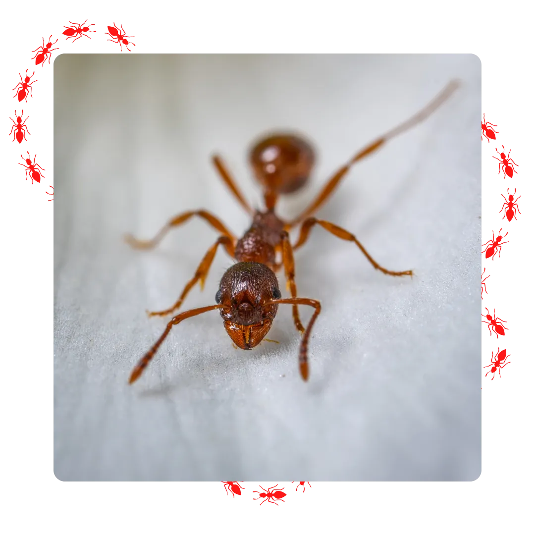 Méthode de désinsectisation