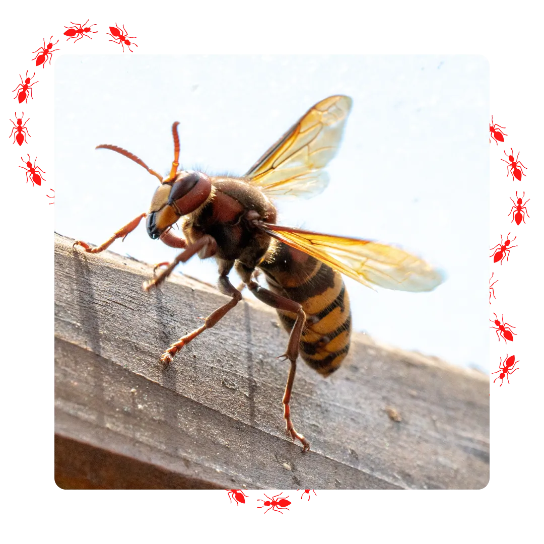 Méthode de désinsectisation