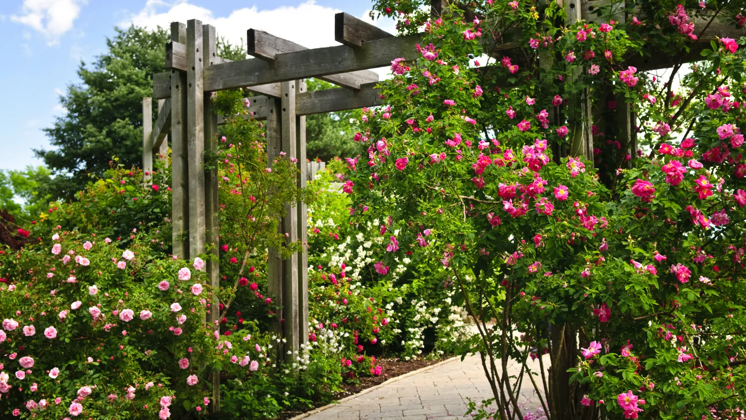 Jardin 1