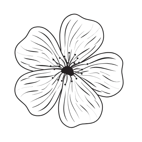 Dessin d'une fleur