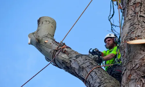 Abattage d’arbres en sécurité