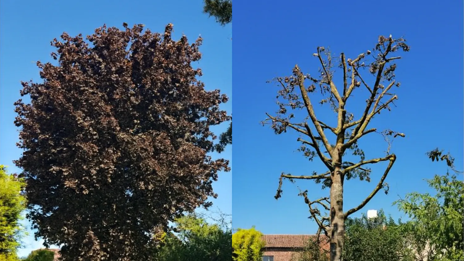 Élagage & Entretien des arbres