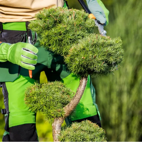 Connaissance du végétal