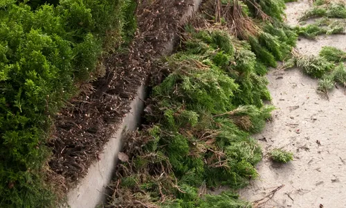 Restructuration de haies anciennes