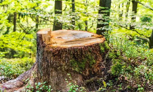 Rognage de souches avec rogneuse professionnelle