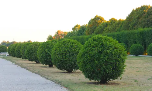 Taille de formation des haies