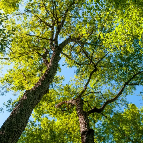 Travail en cordes maîtrisé