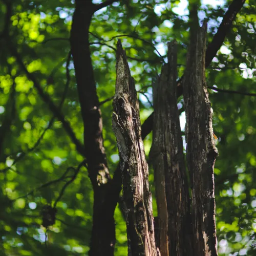 Taille raisonnée & respectueuse