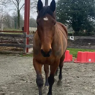 Kaly