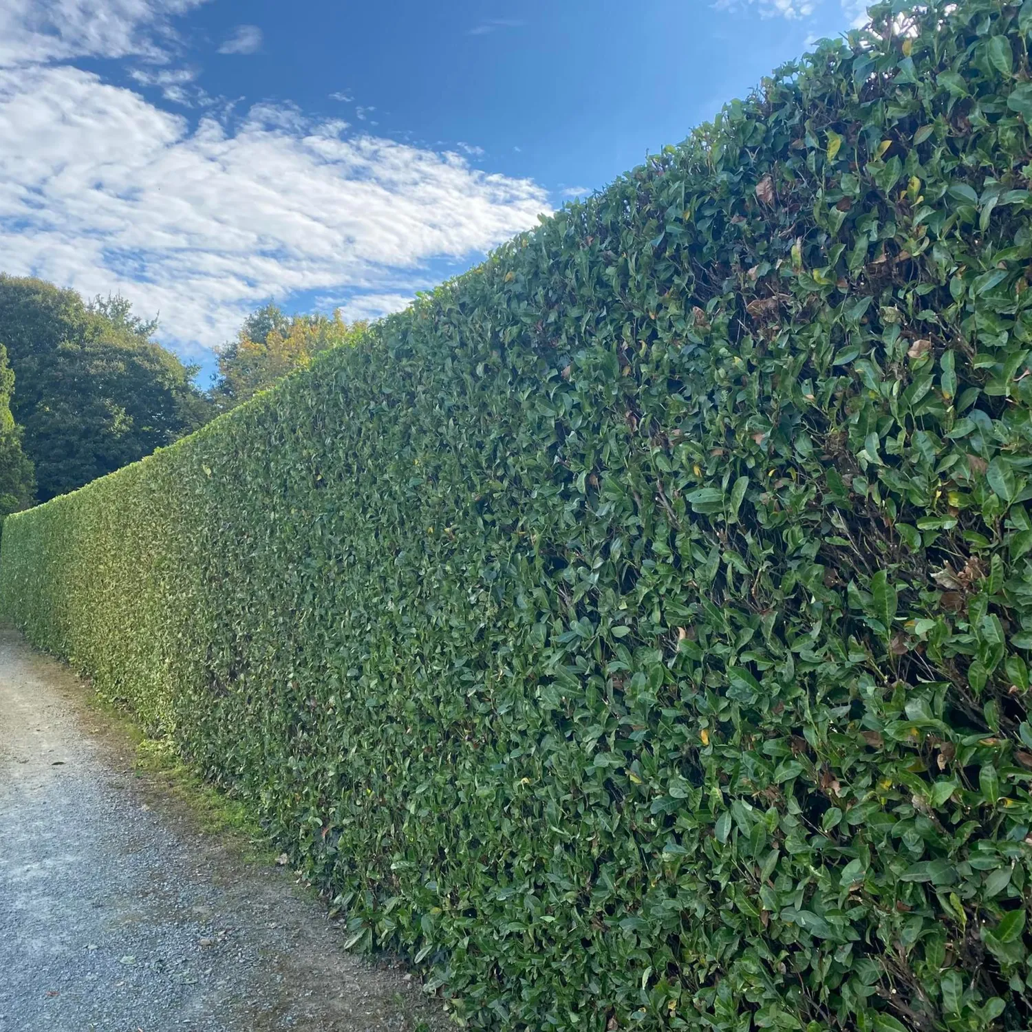 Réalisation YRIS Paysage