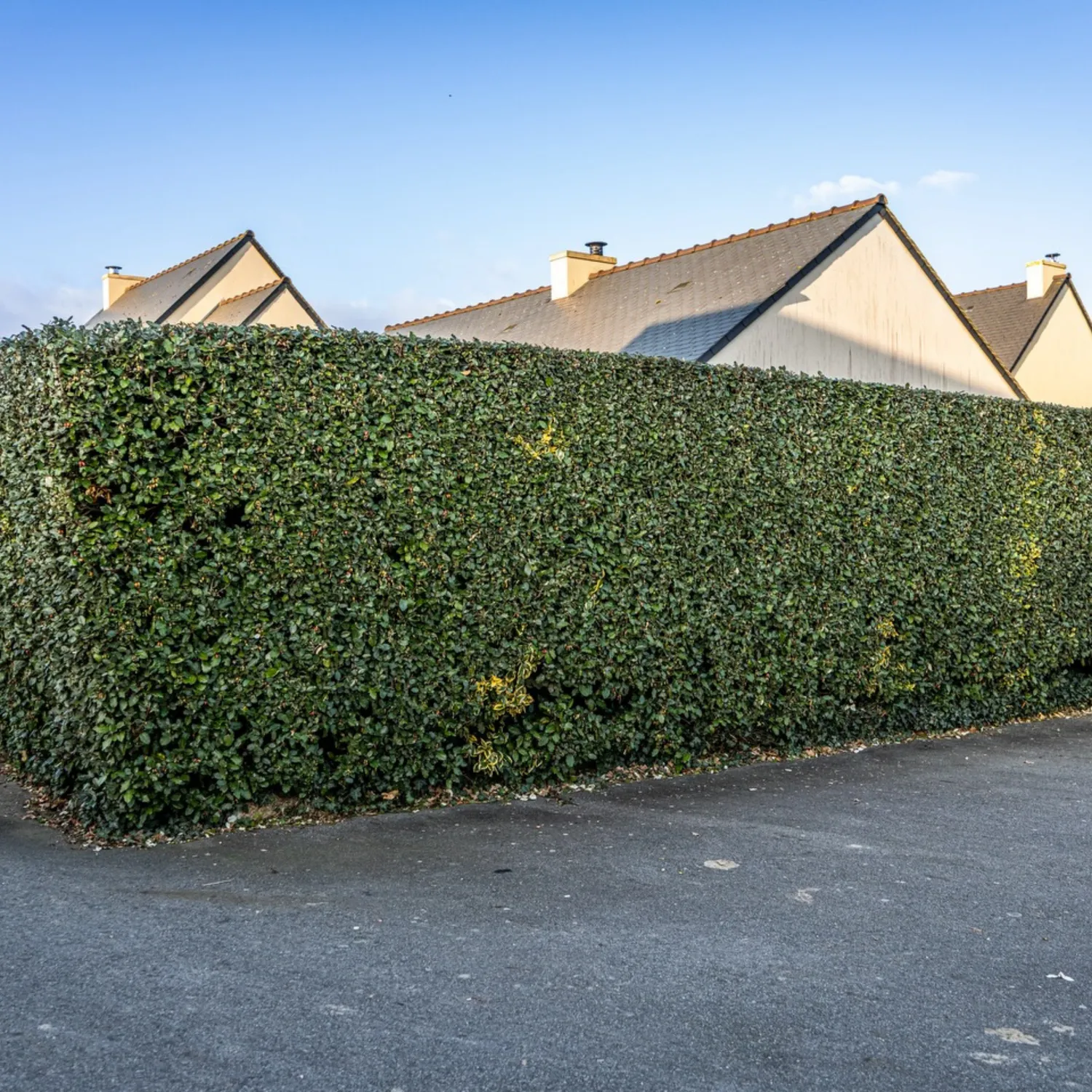 Réalisation YRIS Paysage