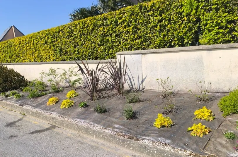 Plantation arbustes