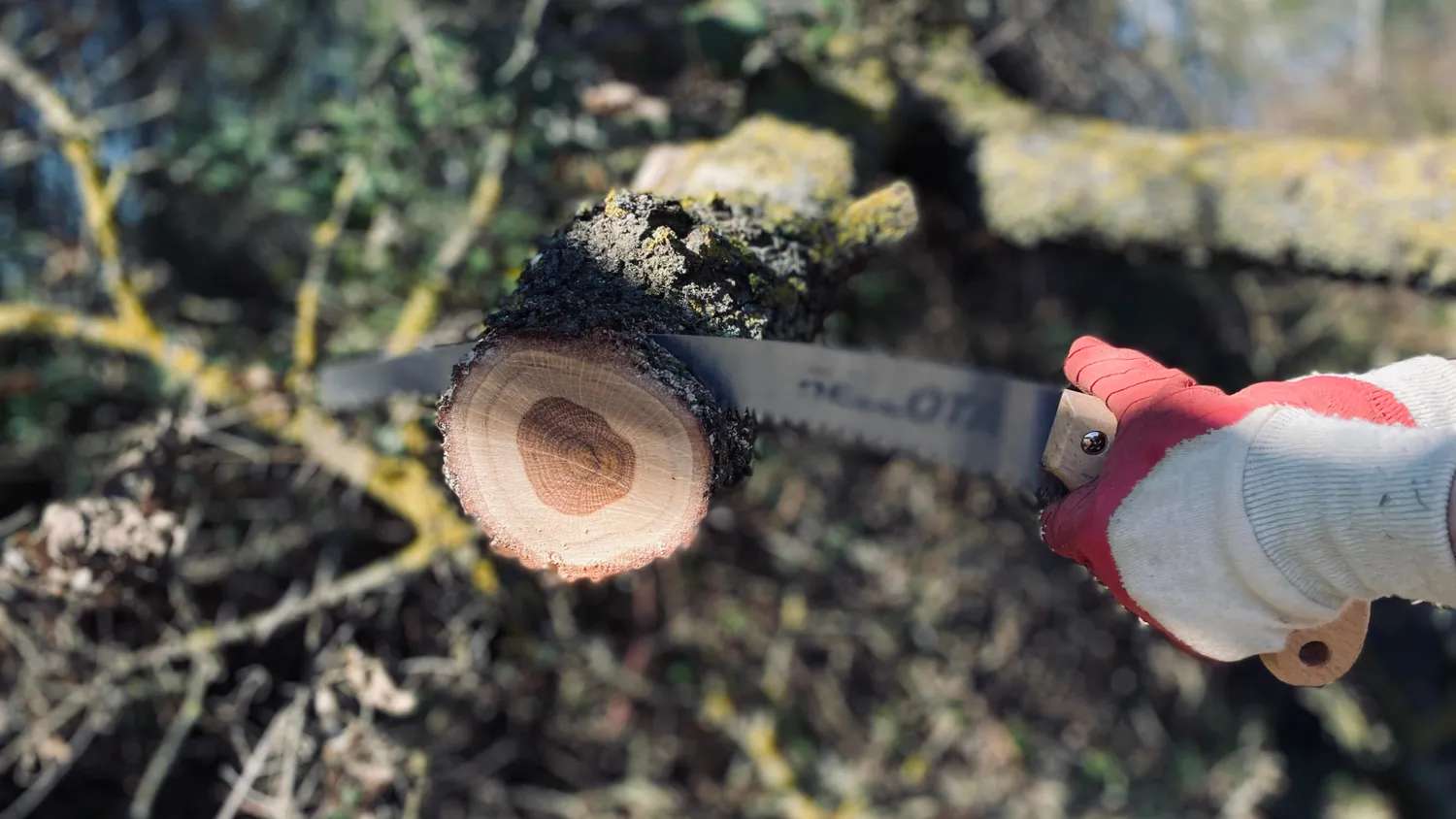 Élagage & Entretien d’arbres