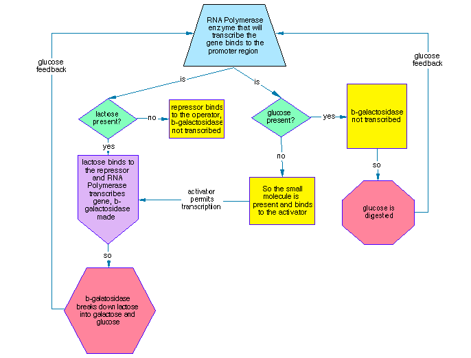First β-galactosidase / Lac operon flowchart (1995).