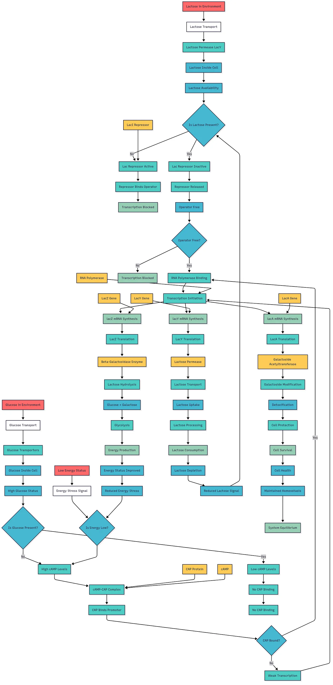 First LLM-generated Mermaid Markdown flowchart: β-galactosidase / Lac operon