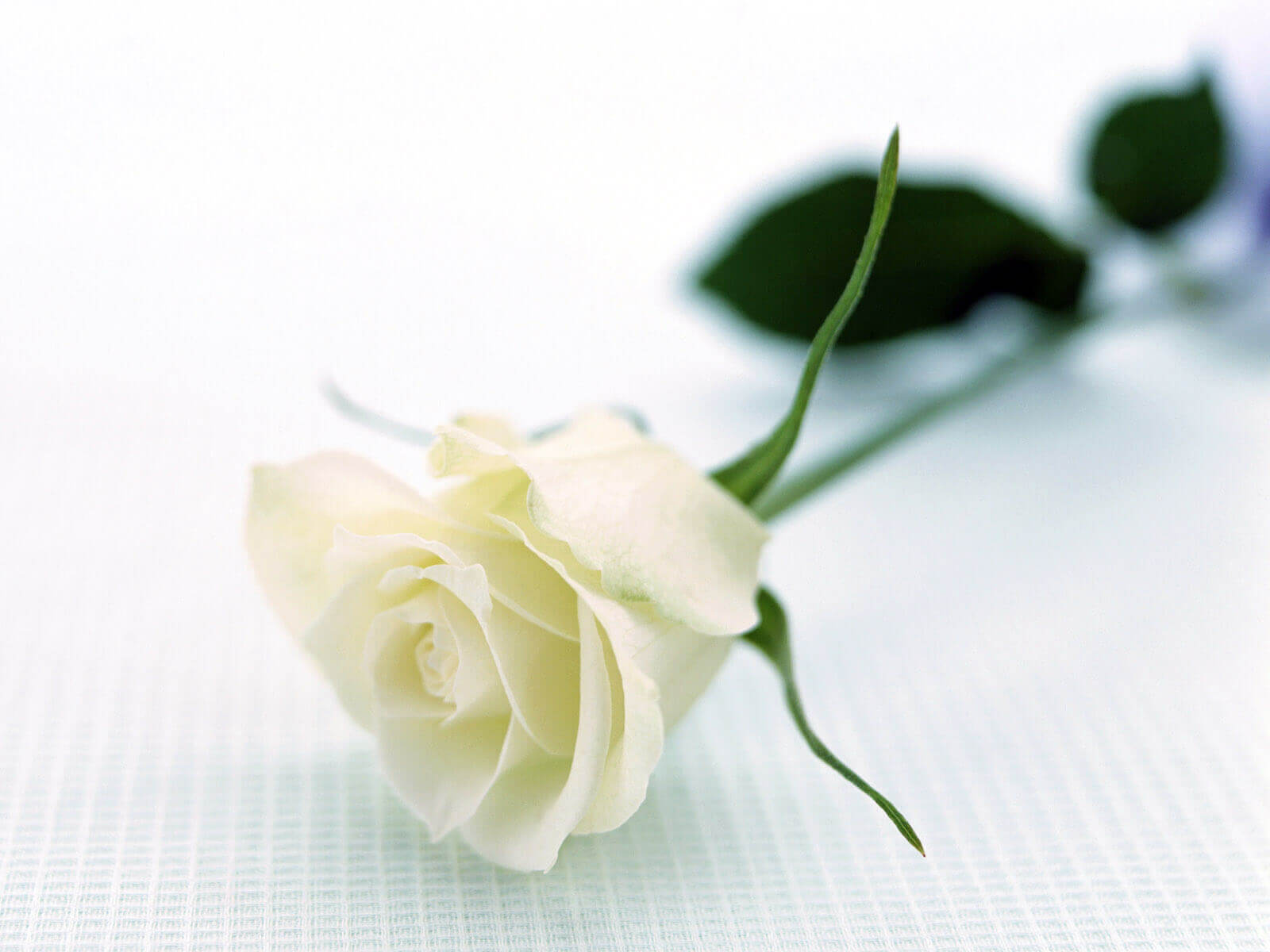 A single stem of white rose.