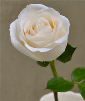 white-rose-stem